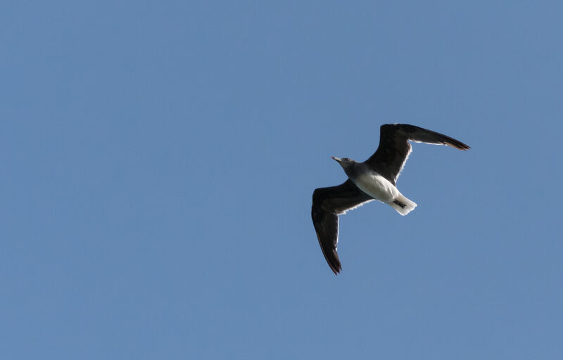 Sooty Gull