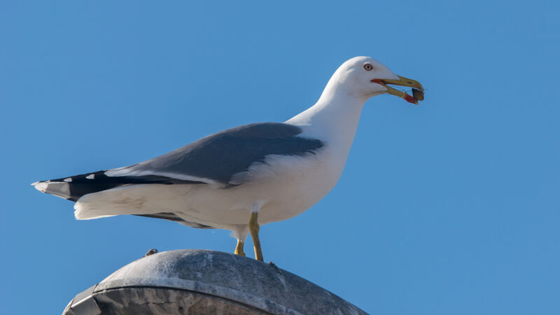 Yellow-legged Gull