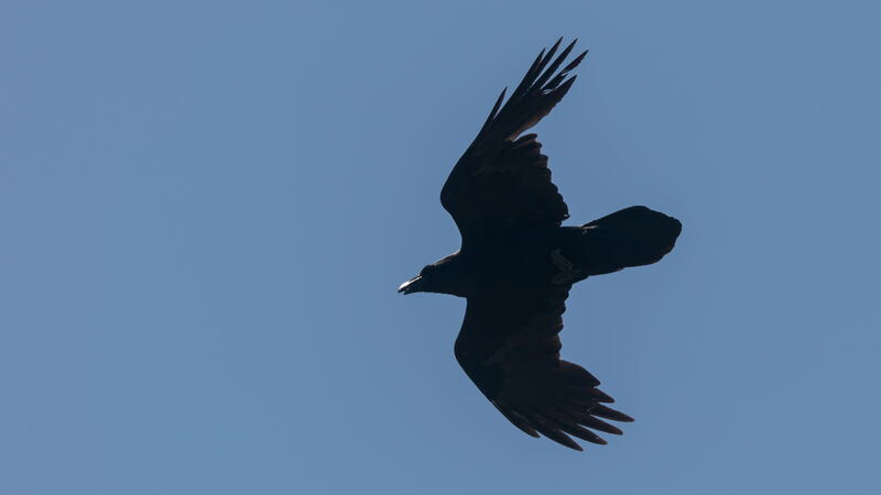 Northern Raven