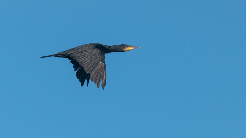 Great Cormorant