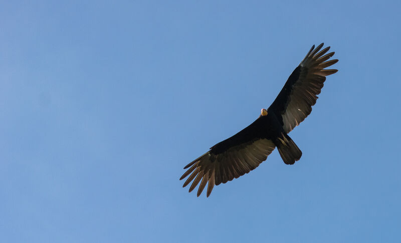 Greater Yellow-headed Vulture