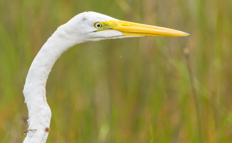 Grande Aigrette