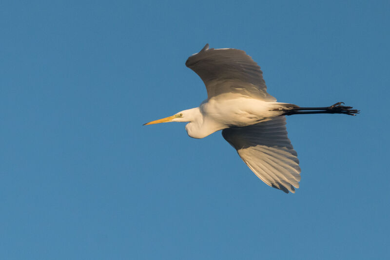 Grande Aigrette