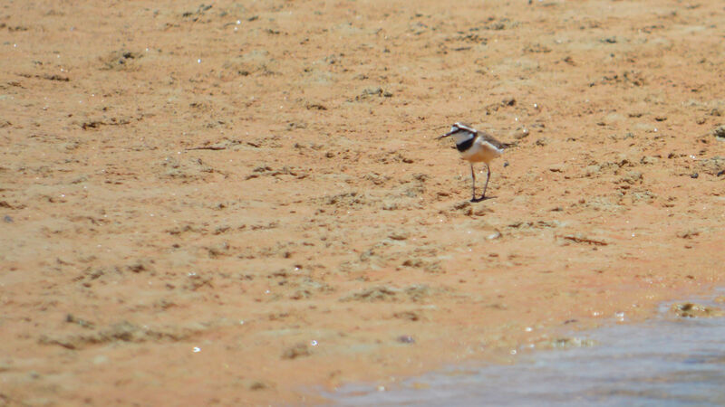 Madagascar Plover