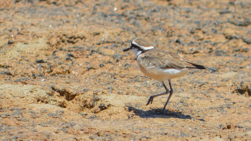 Madagascar Plover