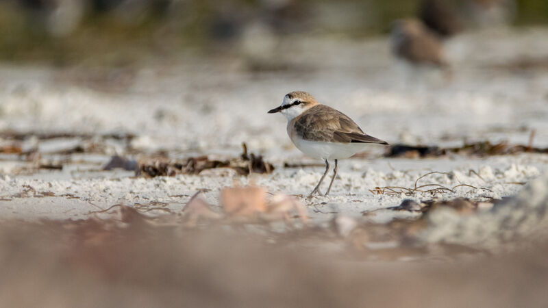 White-fronted Plover