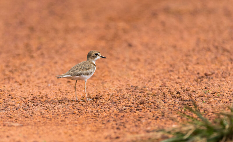 Collared Plover