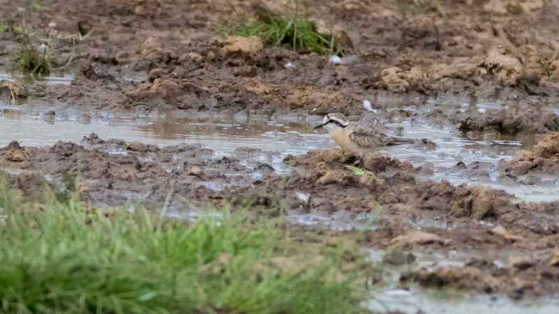 Kittlitz's Plover