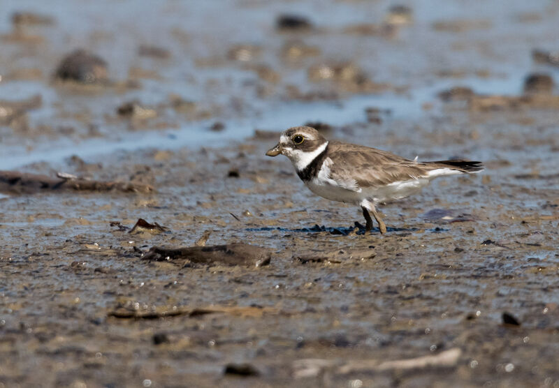 Semipalmated Plover