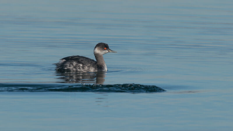 Black-necked Grebe