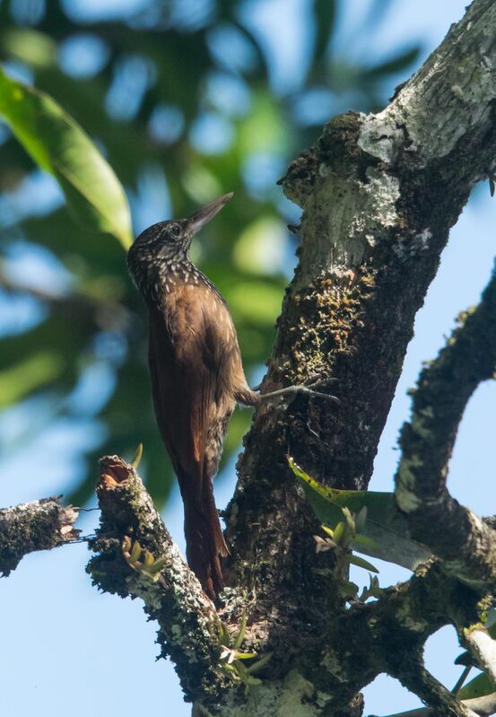 Straight-billed Woodcreeper