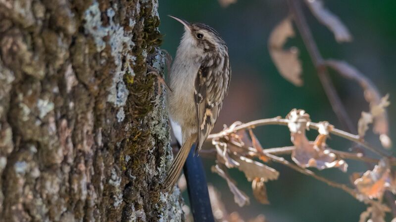 Short-toed Treecreeper