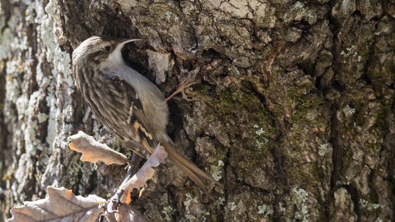 Short-toed Treecreeper