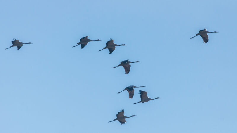 Common Crane