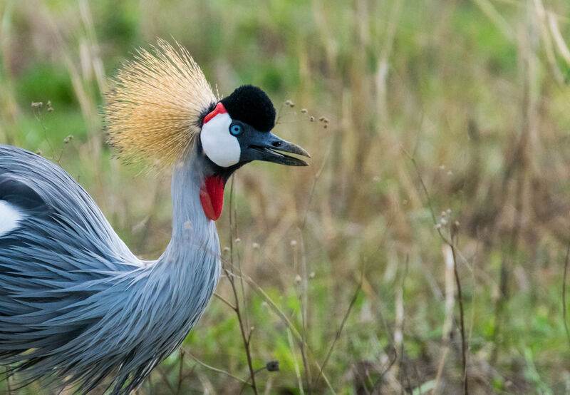 Grey Crowned Crane