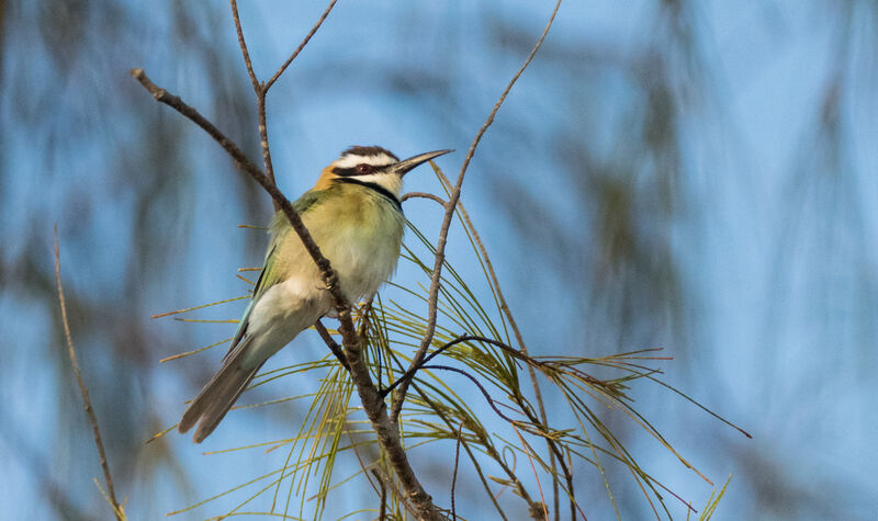 White-throated Bee-eater