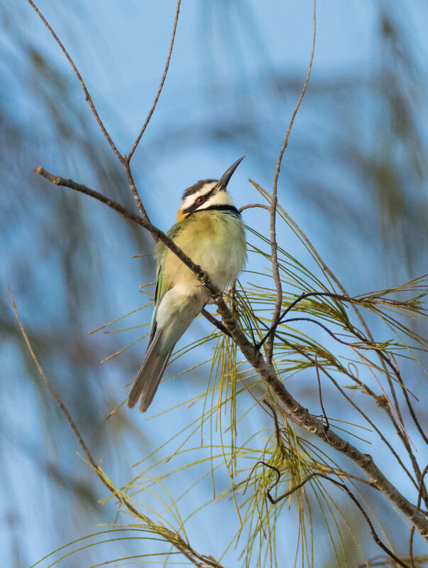 White-throated Bee-eater