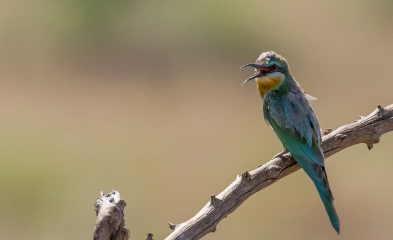 Blue-cheeked Bee-eater