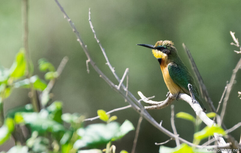 Little Bee-eater