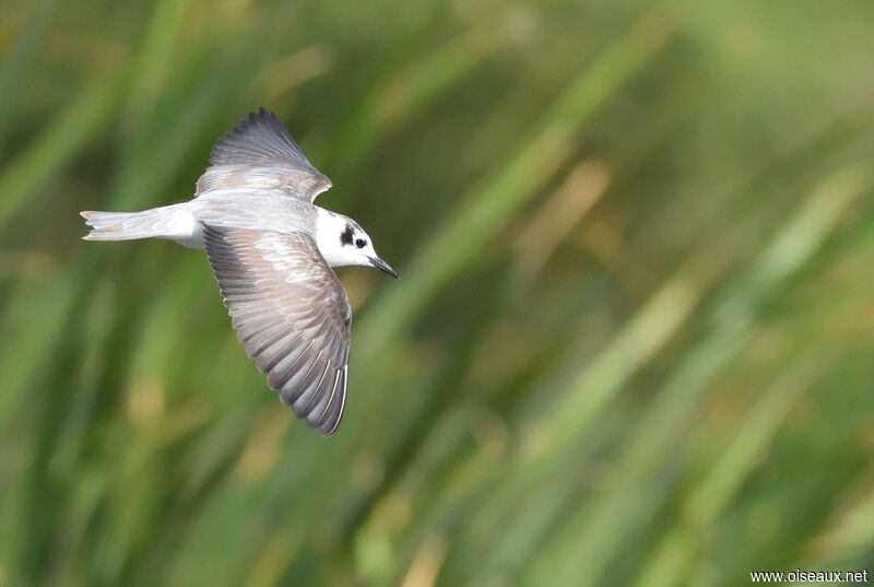 Guifette leucoptère