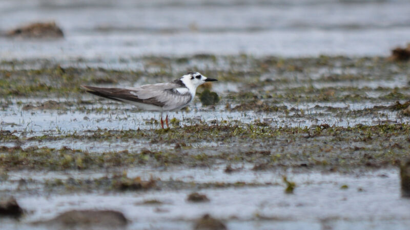 Guifette leucoptère