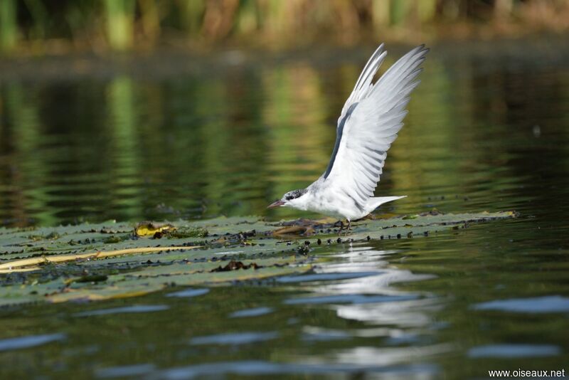 Whiskered Tern