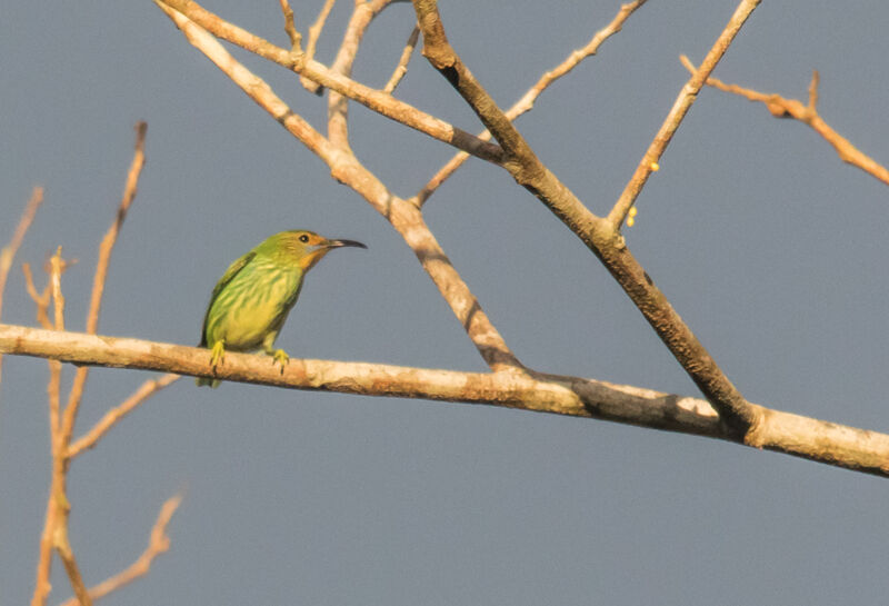 Purple Honeycreeper