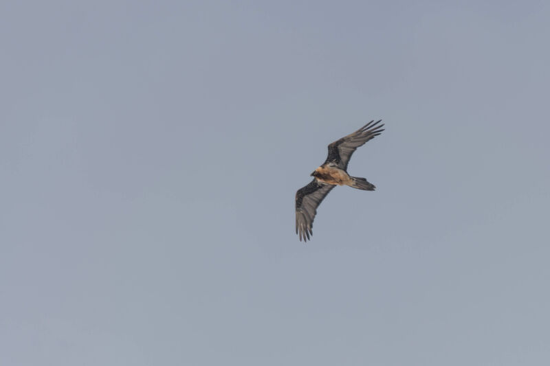 Bearded Vulture