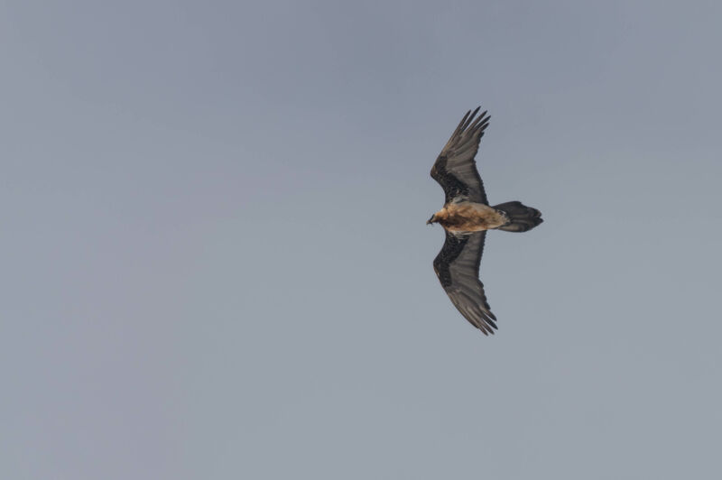 Bearded Vulture