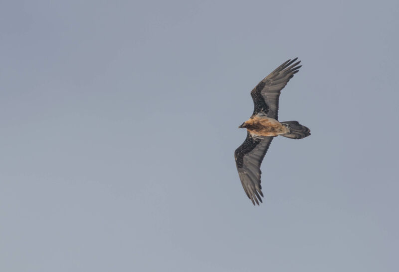 Bearded Vulture