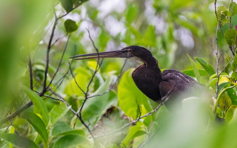 Agami Heron