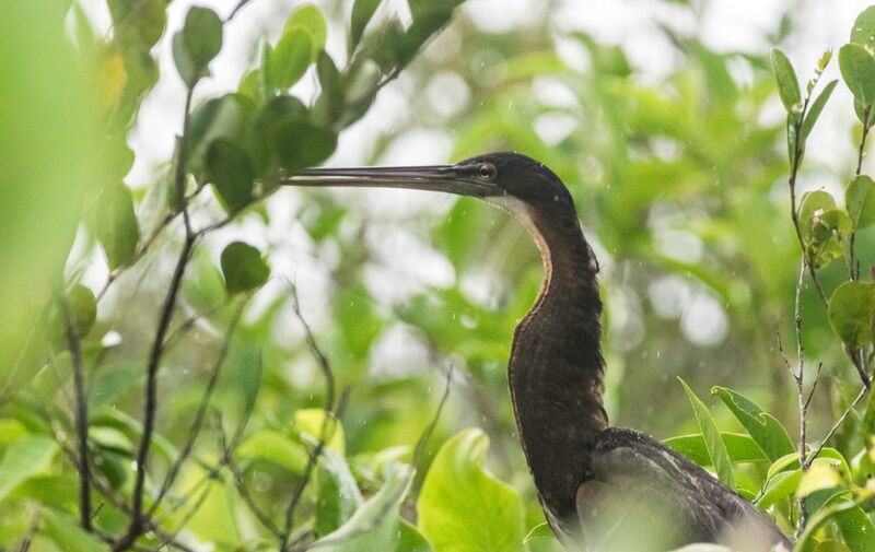 Agami Heron