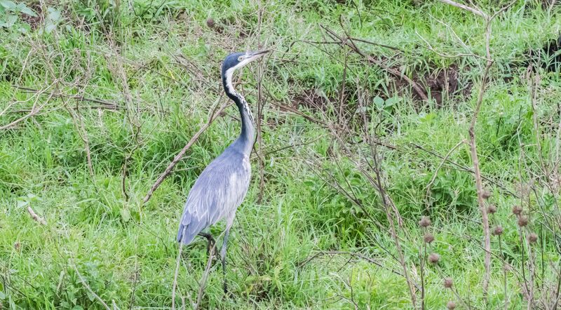 Black-headed Heron