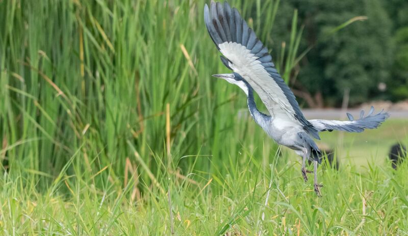 Black-headed Heron