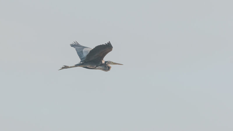 Purple Heron