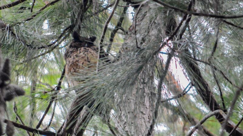 Madagascar Owl