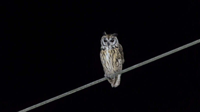 Striped Owl