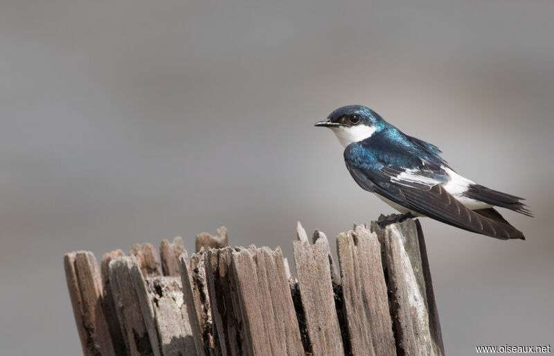 White-winged Swallow