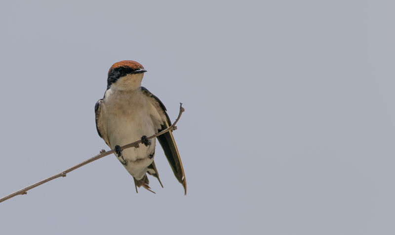 Hirondelle à longs brins