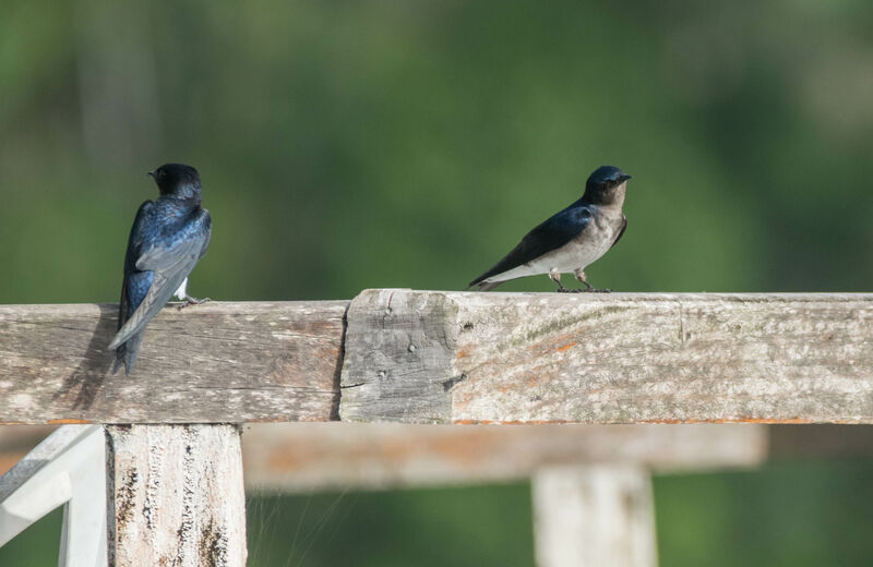 Grey-breasted Martin