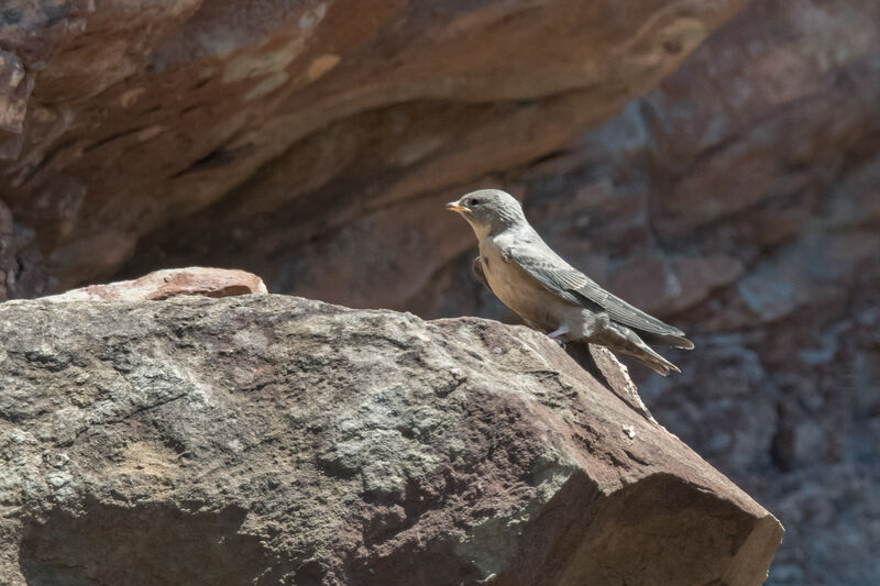 Eurasian Crag Martinjuvenile