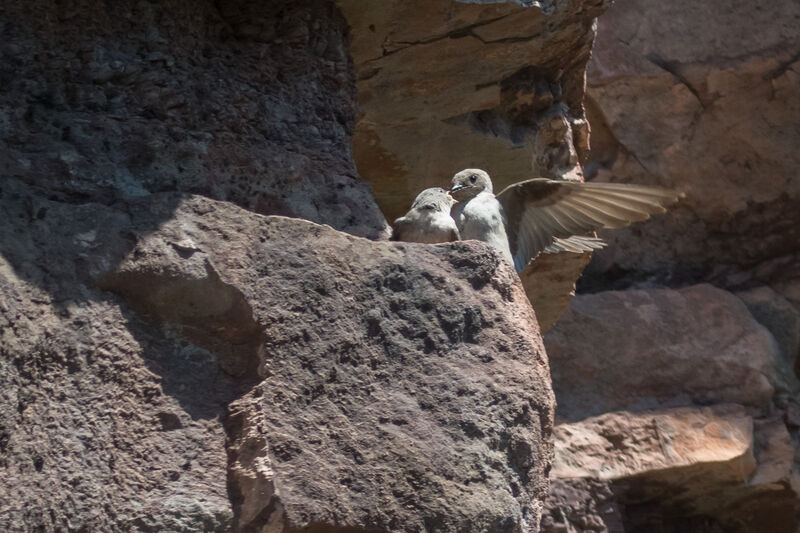 Eurasian Crag Martin