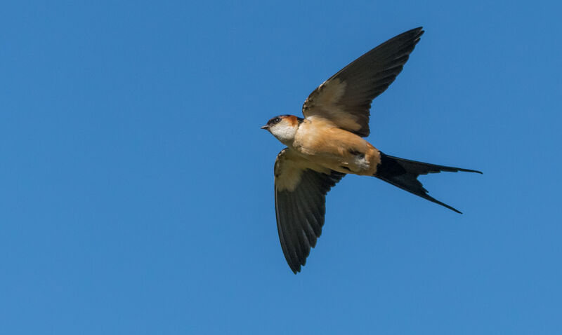 European Red-rumped Swallow