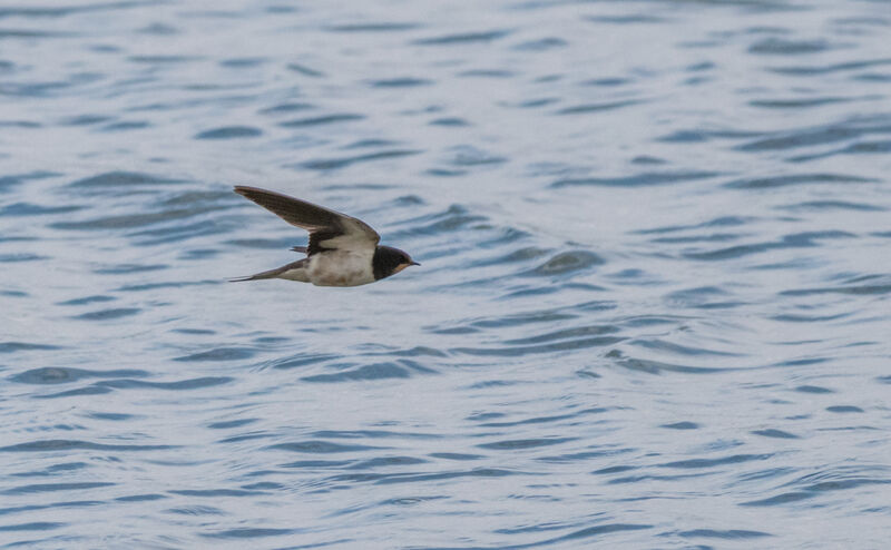 Barn Swallow