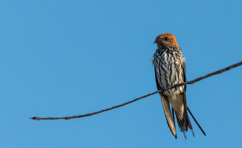 Lesser Striped Swallow