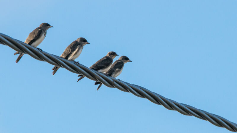 Brown-chested Martinjuvenile