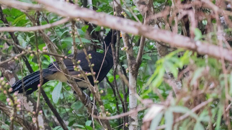 Black Curassow