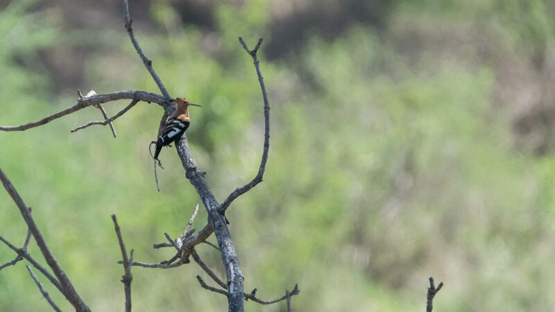 African Hoopoe