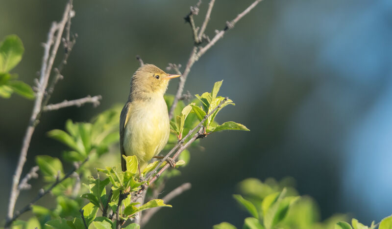 Melodious Warbler