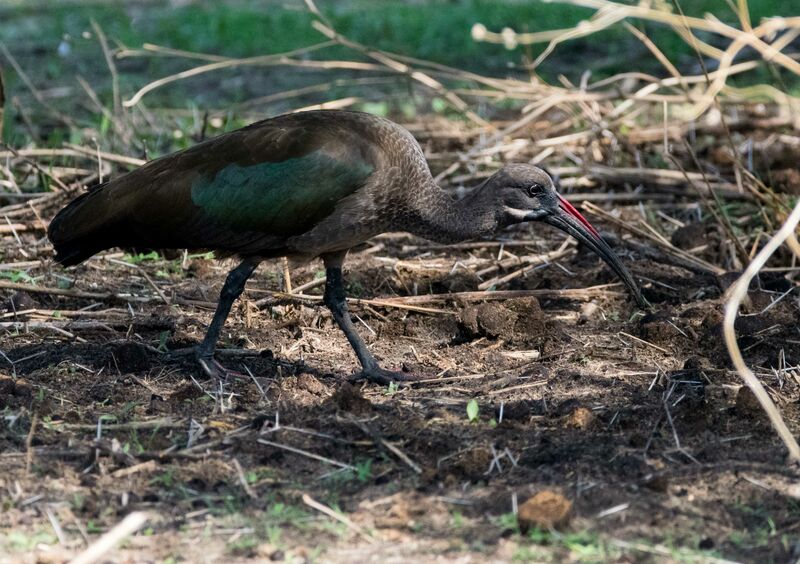 Hadada Ibis